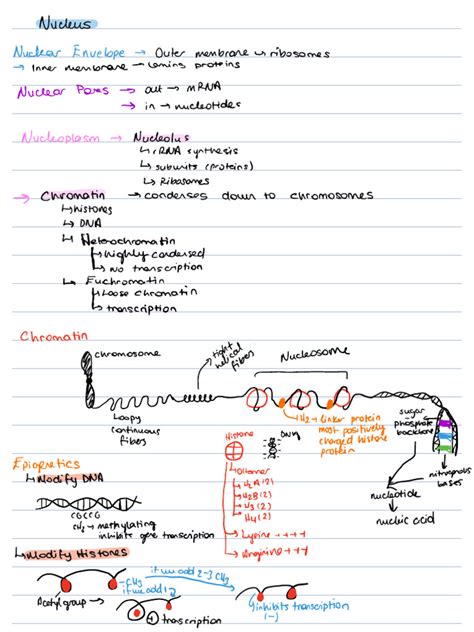 Dna Structure and Protein Synthesis | PDF | Messenger Rna | Dna Replication