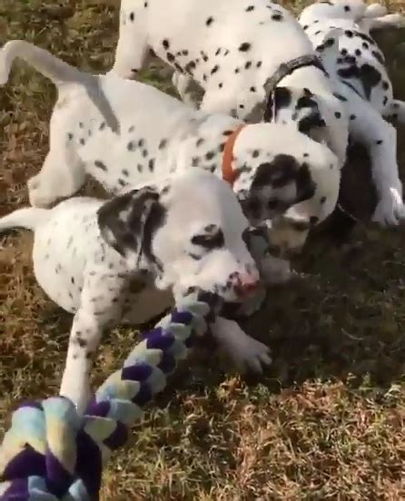 Four cute puppies playing