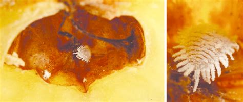 Adult Female Pineapple Mealybug Dysmicoccus Brevipes Feeding Inside A Download Scientific