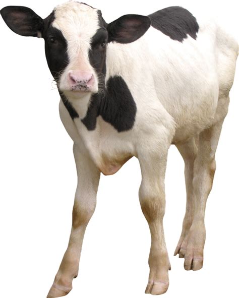 Calf Png