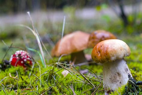 Funghi Porcini Come Si Usano In Cucina