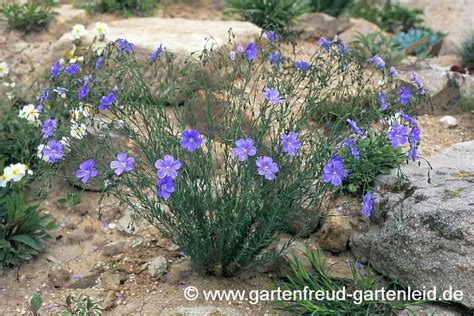 Linum Lein Flachs G Rtnern Mit Stauden