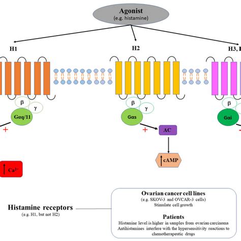 Agonist Eg Histamine Binds Histamine Receptors H1 Couple The Plc