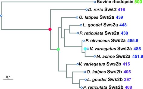 Evolutionary Relationships Of Teleost Sws2 Opsin Proteins Used In The