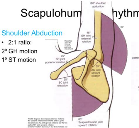 Biomechanics Scapulohumeral Rhythm Flashcards Quizlet