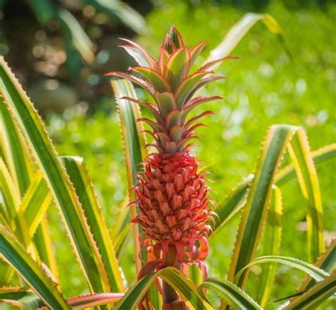 All About the Red Spanish Pineapple - Minneopa Orchards