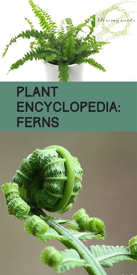 Plant Encyclopedia Ferns Bless My Weeds