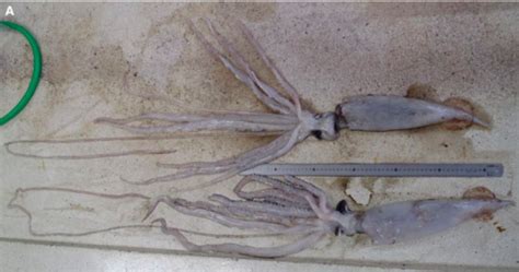 baby giant squids deep sea news