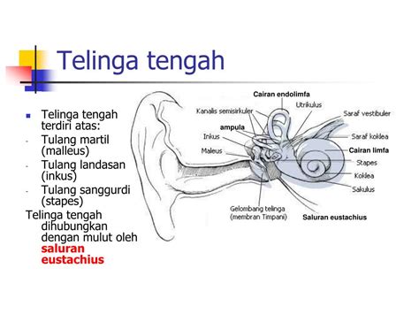 News Bagian Bagian Telinga Tengah