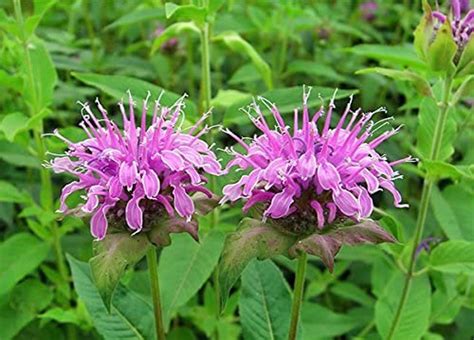 100 Seeds-wild Bergamot Wildflower Seeds j043-bee Balm | Etsy