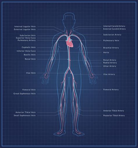 Arteries Diagram Labeled Simple Structure Of Blood Vessels Wise