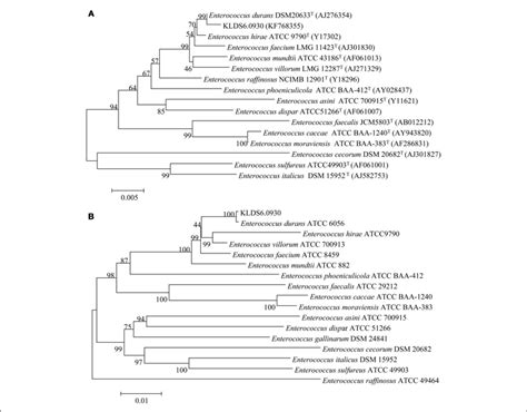 Phylogenetic Trees Of S Rrna Gene A And Concatenated Ribosomal