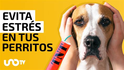 Recomendaciones Para Proteger A Tus Perros De La Pirotecnia Unotv