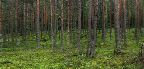 Coniferous Forest Stock Photos, Images and Backgrounds for Free Download