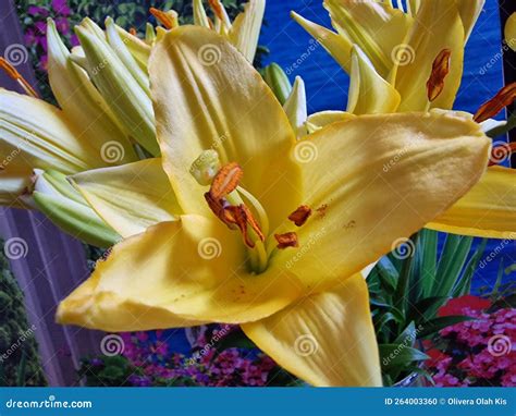 Yellow Petals Stamens And Pistil Macro Lily Flower Photo Stock Photo