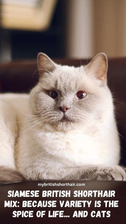 Siamese British Shorthair Mix Feline Facts Everything You Need To