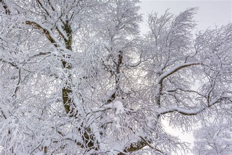 Wintertime - Black Forest stock photo. Image of covered - 105689010