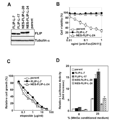 Nes Cflip L Inhibits Apoptosis But Does Not Enhance Wnt Signaling