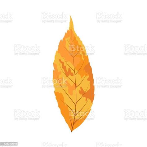 Ashtree Leaf Stock Illustration Download Image Now Ash Autumn Botany Istock