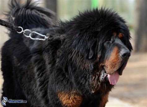 Tibetan mastiff