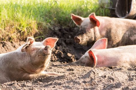 Suffolk Pig Farmers Feed One Million Bees In Pioneering Project