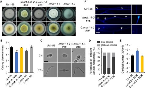 Frontiers Mat1 1 3 A Mating Type Gene In The Villosiclava Virens Is