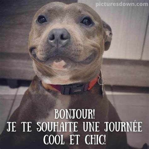 Bonjour Humour Image Gros Chien Picturesdown