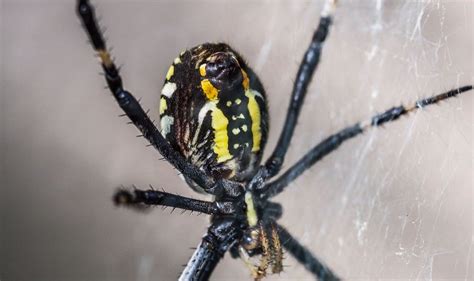 Joro Spider Infestation | 24x7 Pest Control Blog