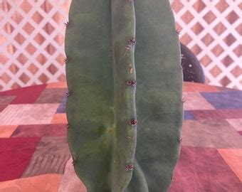 Cereus Peruvianus Cactus Cutting Apple Cactus Fast Shipping Etsy