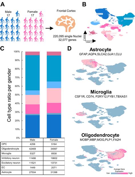 Video Author Spotlight Exploring Sex Specific Glial Signatures And