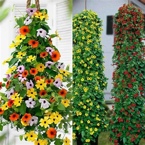 Тунбергия (лат. Thunbergia) декоративная лиана для дачного или ...