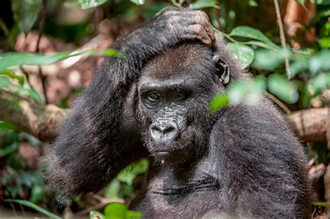 Gorila Da Plan Cie Na Selva Congo Retrato De Um Fim Do Gorila De