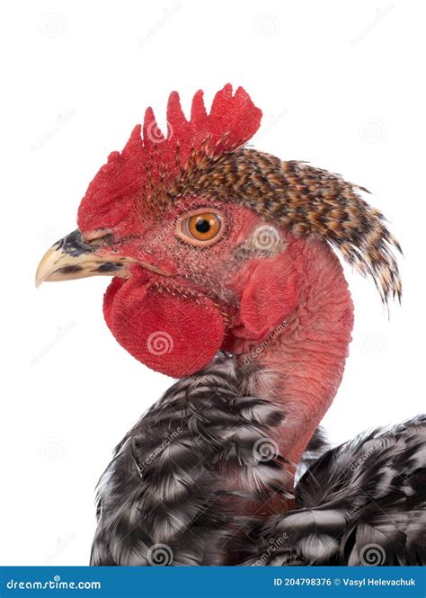 Portrait Naked Neck Rooster Isolated On White Background Stock Photo