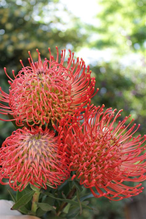 Fresh Orange Pin Cushion Protea Leucospermum Flower 3 | Etsy