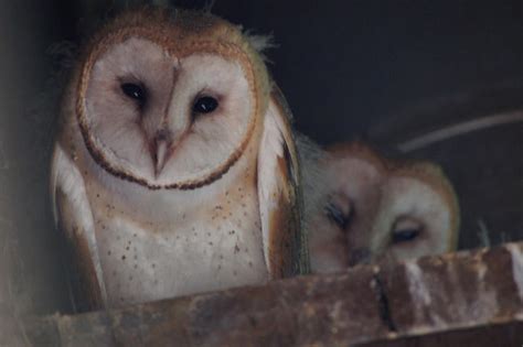 Barn Owl babies have been seen and are they ever cute! – Mendonoma ...