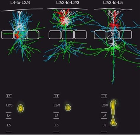 Simplified Model Of A Cortical Column First Hypothetical Model Of