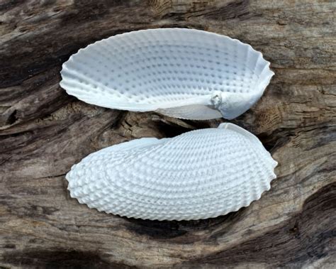 Curious Collectors Of Clam Shells Identification And Interesting Facts Hubpages