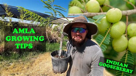 Everything About Growing Amla Indian Gooseberry The World S Top