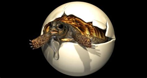 Rare Fossilized Egg Of Giant Prehistoric Turtle Reveals Baby Inside