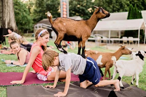 Upcoming Goat Yoga Goats From Walkapony Goat Ranch