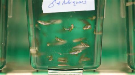 Slimy, squirmy creatures: the unsung heroes of medical research