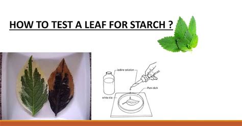 Leaf Starch Test Study Notes