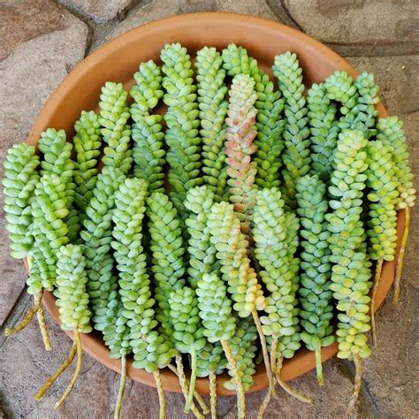 Sedum Donkeys Tail Succulent Planting Succulents Succulents Indoor