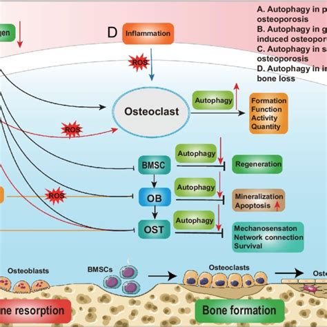 Schematic Diagram Of The Three Primary Types Of Autophagy A