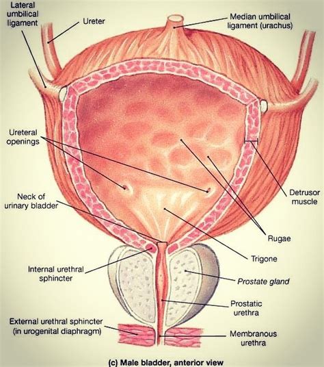 Male Urinary Tract Anatomy