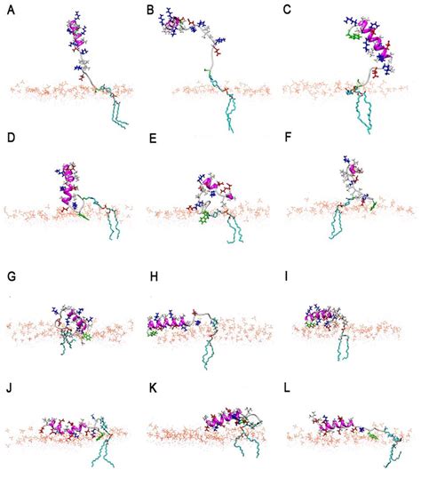 Snapshots From Simulations Of The Lipid Anchored Peptides A C Lpk