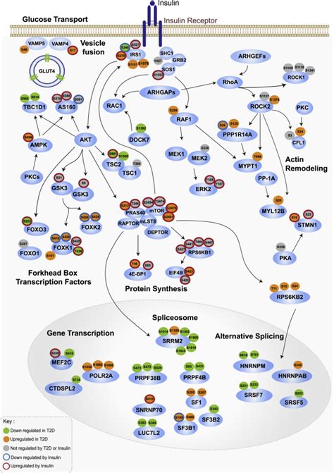 A Cell Autonomous Signature Of Dysregulated Protein Phosphorylation