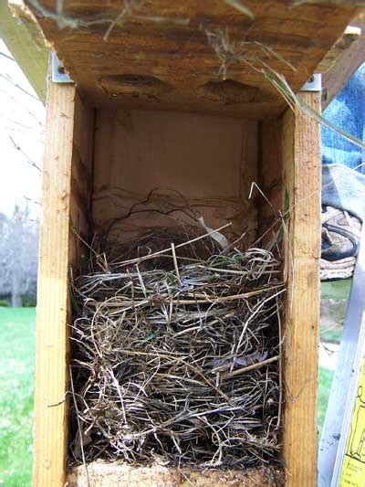 Hill Trail Photos Sialis Org Info On Bluebirds Other Small