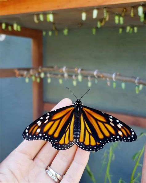 All About Monarchs How To Attract Raise And Release Monarch