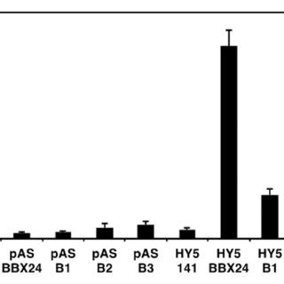 Bbx And Bbx Physically Interact With Hyh Yeast Twohybrid